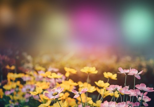 Understanding the Essential Elements of Professional Photography